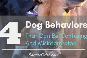 Why People Misread Dogs: Study on Canine Emotions Decoded Safem Fabrication - Precision Engineering & Custom Manufacturing Solutions Why People Misread Dogs: Study on Canine Emotions Decoded | Safem Fabrication - Precision Engineering & Custom Manufacturing Solutions