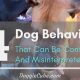 Why People Misread Dogs: Study on Canine Emotions Decoded | Study Travel Abroad | Explore Educational Trips & Global Learning Opportunities