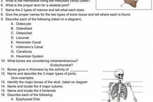 Master the Skeletal System: Your Ultimate Guide! Study Travel Abroad | Explore Educational Trips & Global Learning Opportunities Master the Skeletal System: Your Ultimate Guide! | Study Travel Abroad | Explore Educational Trips & Global Learning Opportunities