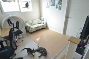 Your Cats Studio: Art, Breeds & More Study Travel Abroad | Explore Educational Trips & Global Learning Opportunities Your Cats Studio: Art, Breeds & More | Study Travel Abroad | Explore Educational Trips & Global Learning Opportunities