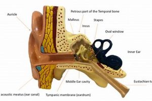 Unveiling the: Study of the Ear: NYT Insights + Latest Tech Study Travel Abroad | Explore Educational Trips & Global Learning Opportunities Unveiling the: Study of the Ear: NYT Insights + Latest Tech | Study Travel Abroad | Explore Educational Trips & Global Learning Opportunities