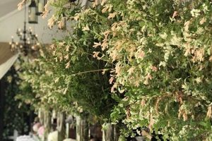 Casey's Flowers NYC: Your Best Blooms in New York! Study Travel Abroad | Explore Educational Trips & Global Learning Opportunities Casey's Flowers NYC: Your Best Blooms in New York! | Study Travel Abroad | Explore Educational Trips & Global Learning Opportunities