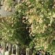 Casey's Flowers NYC: Your Best Blooms in New York! | Study Travel Abroad | Explore Educational Trips & Global Learning Opportunities