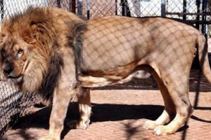 Lion Disease Science: Fatal Illness Study & Conservation Study Travel Abroad | Explore Educational Trips & Global Learning Opportunities Lion Disease Science: Fatal Illness Study & Conservation | Study Travel Abroad | Explore Educational Trips & Global Learning Opportunities
