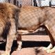 Lion Disease Science: Fatal Illness Study &amp; Conservation | Study Travel Abroad | Explore Educational Trips & Global Learning Opportunities