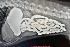 Canine Barium Study Guide: What Pet Owners Need to Know Study Travel Abroad | Explore Educational Trips & Global Learning Opportunities Canine Barium Study Guide: What Pet Owners Need to Know | Study Travel Abroad | Explore Educational Trips & Global Learning Opportunities