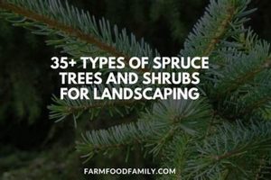 Unlocking the: Scientific Study of Trees? 7 Little Words Study Travel Abroad | Explore Educational Trips & Global Learning Opportunities Unlocking the: Scientific Study of Trees? 7 Little Words | Study Travel Abroad | Explore Educational Trips & Global Learning Opportunities