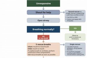 BLS Study Guide: Your Essential Life Support Prep Study Travel Abroad | Explore Educational Trips & Global Learning Opportunities BLS Study Guide: Your Essential Life Support Prep | Study Travel Abroad | Explore Educational Trips & Global Learning Opportunities