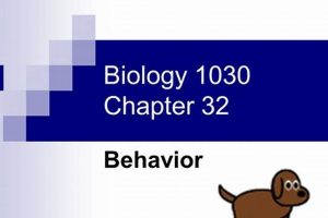 Animal Behavior: The Study of Zoology and Insights Study Travel Abroad | Explore Educational Trips & Global Learning Opportunities Animal Behavior: The Study of Zoology and Insights | Study Travel Abroad | Explore Educational Trips & Global Learning Opportunities