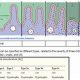 Celiac Case Studies: Answer Key &amp; Solutions Guide | Study Travel Abroad | Explore Educational Trips & Global Learning Opportunities