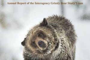 Grizzly Bear Study: The Interagency Team's Impact Study Travel Abroad | Explore Educational Trips & Global Learning Opportunities Grizzly Bear Study: The Interagency Team's Impact | Study Travel Abroad | Explore Educational Trips & Global Learning Opportunities