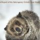 Grizzly Bear Study: The Interagency Team's Impact | Study Travel Abroad | Explore Educational Trips & Global Learning Opportunities