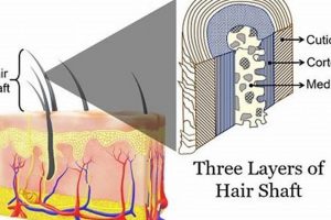 Hair Science: What the Study of Hair is Called & Why It Matters Study Travel Abroad | Explore Educational Trips & Global Learning Opportunities Hair Science: What the Study of Hair is Called & Why It Matters | Study Travel Abroad | Explore Educational Trips & Global Learning Opportunities