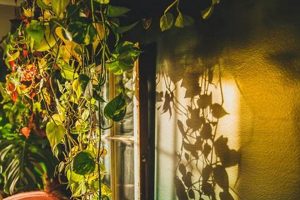 Guide: How to Plant the Studio for Creative Success Study Travel Abroad | Explore Educational Trips & Global Learning Opportunities Guide: How to Plant the Studio for Creative Success | Study Travel Abroad | Explore Educational Trips & Global Learning Opportunities