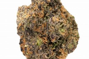 Unlocking Studio 54 Strain: Effects, Grow + More | Study Travel Abroad | Explore Educational Trips & Global Learning Opportunities