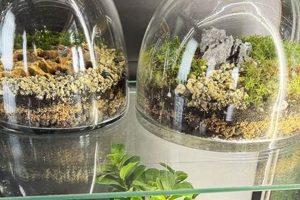 Grow With: Terrarium Studio - Miniature Gardens Study Travel Abroad | Explore Educational Trips & Global Learning Opportunities Grow With: Terrarium Studio - Miniature Gardens | Study Travel Abroad | Explore Educational Trips & Global Learning Opportunities