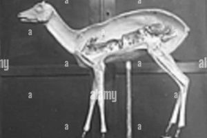 Why Taxidermy Scientific Study Matters + Research Study Travel Abroad | Explore Educational Trips & Global Learning Opportunities Why Taxidermy Scientific Study Matters + Research | Study Travel Abroad | Explore Educational Trips & Global Learning Opportunities