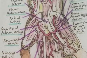 The Ultimate Hand Study Guide: Anatomy & Beyond Study Travel Abroad | Explore Educational Trips & Global Learning Opportunities The Ultimate Hand Study Guide: Anatomy & Beyond | Study Travel Abroad | Explore Educational Trips & Global Learning Opportunities