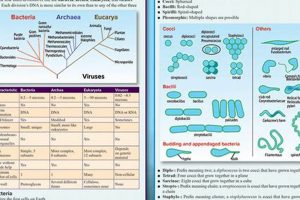The Ultimate Microbiology Study Guide: Your Key to Success! Study Travel Abroad | Explore Educational Trips & Global Learning Opportunities The Ultimate Microbiology Study Guide: Your Key to Success! | Study Travel Abroad | Explore Educational Trips & Global Learning Opportunities