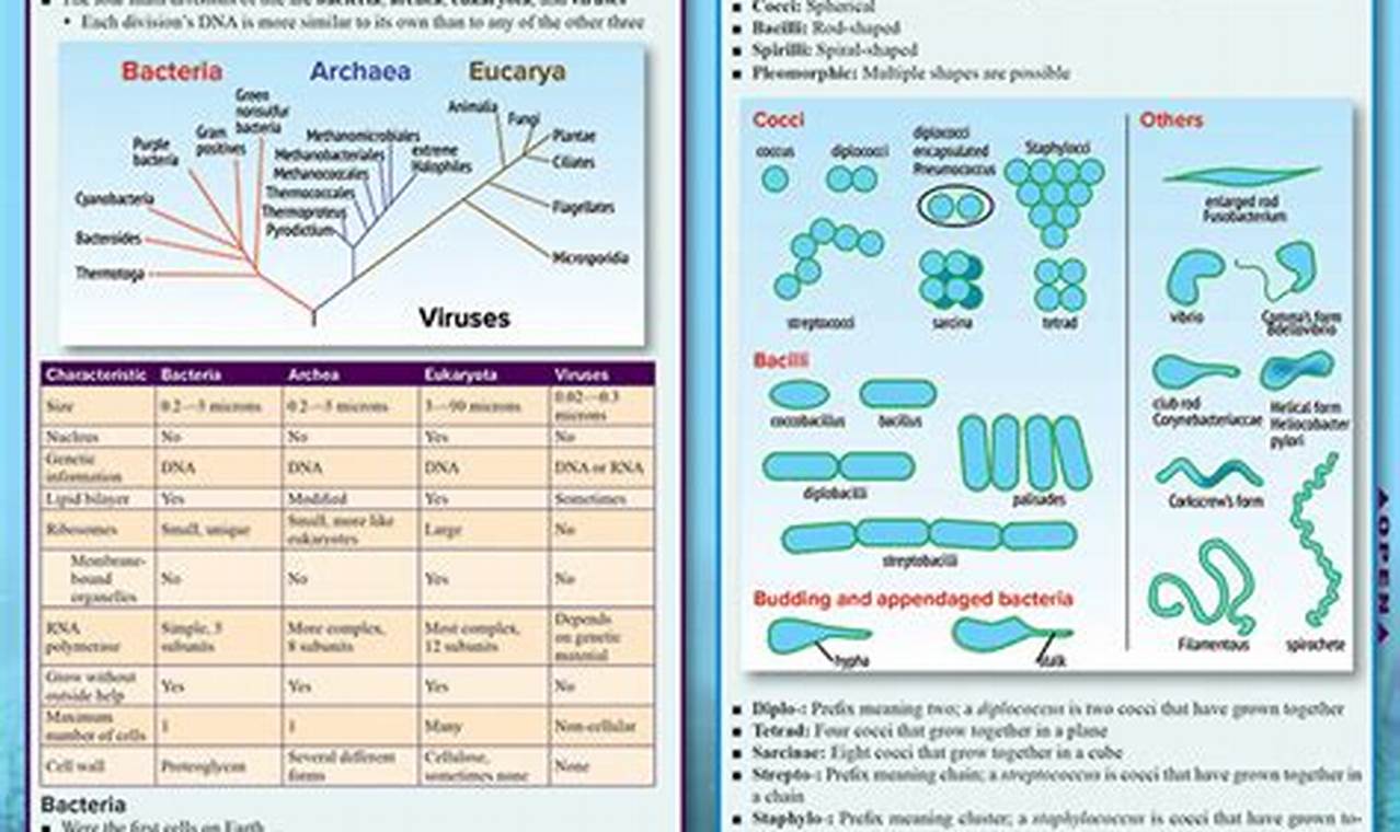 The Ultimate Microbiology Study Guide: Your Key to Success! | Study Travel Abroad | Explore Educational Trips & Global Learning Opportunities