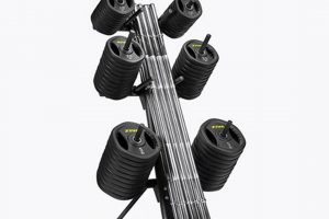 Boost with Studio Barbell Workouts: Strength & Tone! | Study Travel Abroad | Explore Educational Trips & Global Learning Opportunities