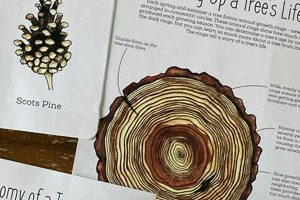 Why the Science Behind the Study of Trees Matters Study Travel Abroad | Explore Educational Trips & Global Learning Opportunities Why the Science Behind the Study of Trees Matters | Study Travel Abroad | Explore Educational Trips & Global Learning Opportunities