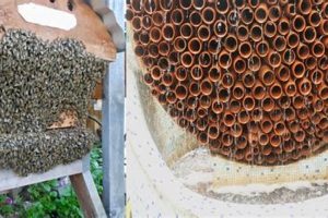 Unlocking Beehive Study Secrets: A Honeycomb Guide Study Travel Abroad | Explore Educational Trips & Global Learning Opportunities Unlocking Beehive Study Secrets: A Honeycomb Guide | Study Travel Abroad | Explore Educational Trips & Global Learning Opportunities