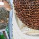 Unlocking Beehive Study Secrets: A Honeycomb Guide | Study Travel Abroad | Explore Educational Trips & Global Learning Opportunities