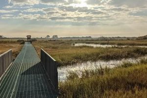 Explore the Wonders: Marine Nature Study Area Oceanside NY Guide | Study Travel Abroad | Explore Educational Trips & Global Learning Opportunities