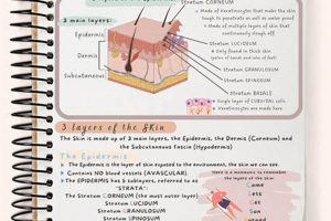 Your Integumentary System Study Guide: Easy Learn, Ace Exams! Study Travel Abroad | Explore Educational Trips & Global Learning Opportunities Your Integumentary System Study Guide: Easy Learn, Ace Exams! | Study Travel Abroad | Explore Educational Trips & Global Learning Opportunities