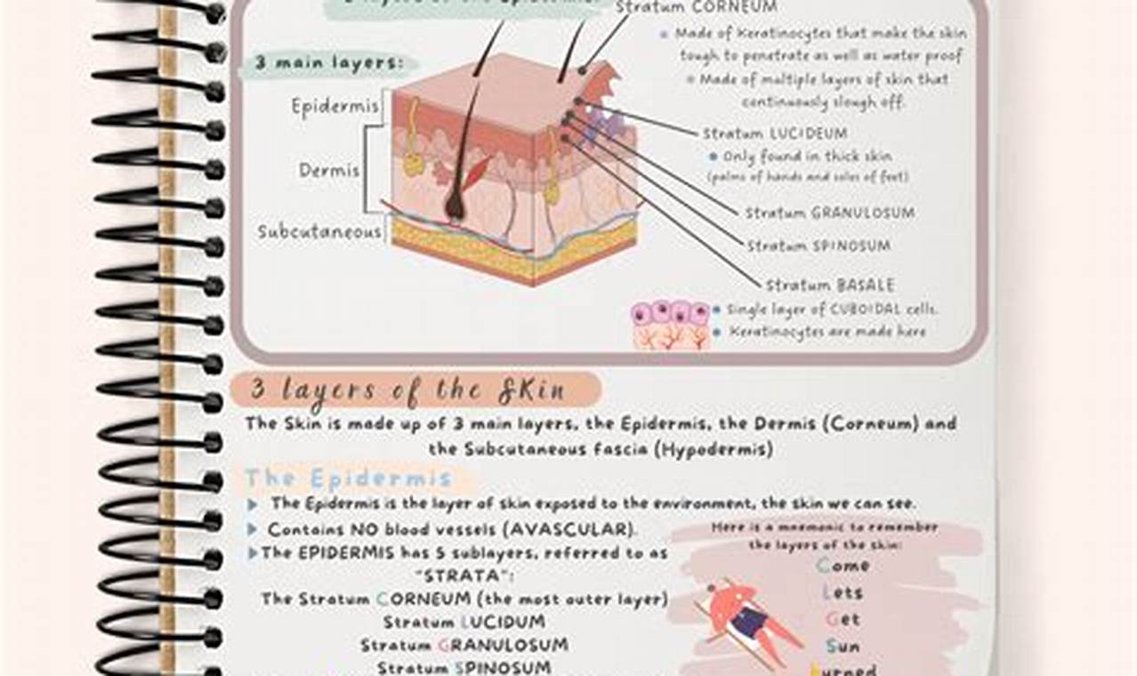 Your Integumentary System Study Guide: Easy Learn, Ace Exams! Study Travel Abroad | Explore Educational Trips & Global Learning Opportunities Your Integumentary System Study Guide: Easy Learn, Ace Exams! | Study Travel Abroad | Explore Educational Trips & Global Learning Opportunities