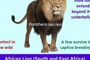 Lion Disease Study: Research for African Lion Health | Study Travel Abroad | Explore Educational Trips & Global Learning Opportunities