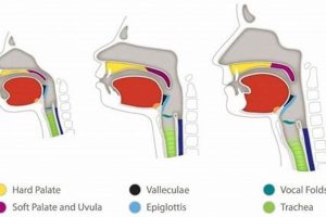 Infant Swallow Study: Feeding Assessment + Care Tips | Study Travel Abroad | Explore Educational Trips & Global Learning Opportunities