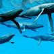 Deep Dive: Study of Whales - Cetacean Science | Study Travel Abroad | Explore Educational Trips & Global Learning Opportunities