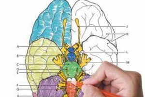 Best Anatomy & Physiology Coloring Workbook: Your Study Guide! | Study Travel Abroad | Explore Educational Trips & Global Learning Opportunities
