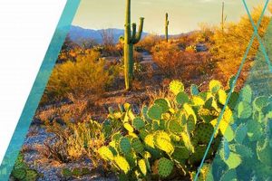Arizona's Social Studies Standards: A Complete Guide | Study Travel Abroad | Explore Educational Trips & Global Learning Opportunities