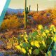 Arizona's Social Studies Standards: A Complete Guide | Study Travel Abroad | Explore Educational Trips & Global Learning Opportunities