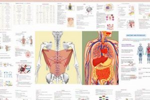 Best Anatomy Study Guide: Your Body Explained | Study Travel Abroad | Explore Educational Trips & Global Learning Opportunities