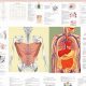 Best Anatomy Study Guide: Your Body Explained | Study Travel Abroad | Explore Educational Trips & Global Learning Opportunities