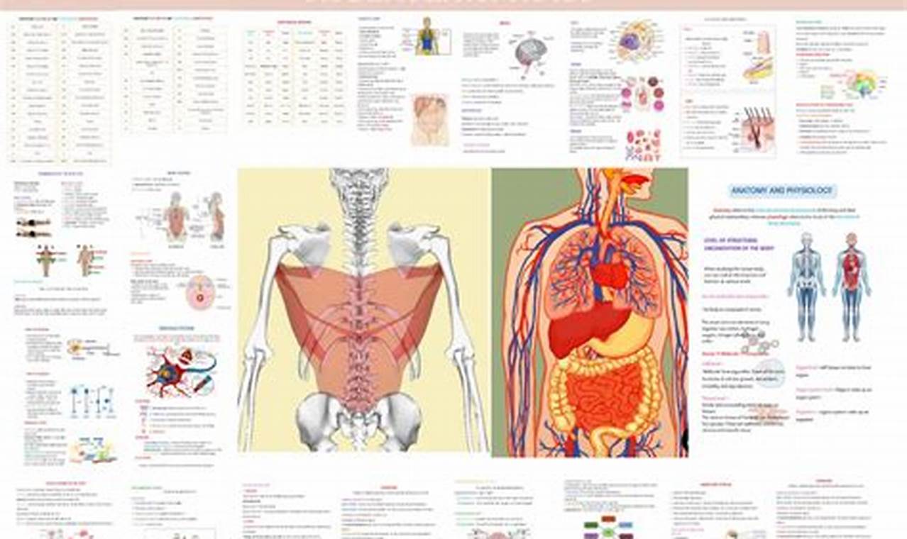 Best Anatomy Study Guide: Your Body Explained | Study Travel Abroad | Explore Educational Trips & Global Learning Opportunities