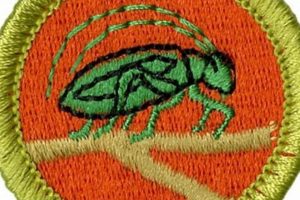 Unlock the Insect Study Merit Badge: A Guide Study Travel Abroad | Explore Educational Trips & Global Learning Opportunities Unlock the Insect Study Merit Badge: A Guide | Study Travel Abroad | Explore Educational Trips & Global Learning Opportunities