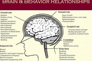 Brain Study: Methods &amp; Relationships Table + Guide | Study Travel Abroad | Explore Educational Trips & Global Learning Opportunities