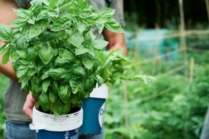 Unlocking Basil-1 Study Potential: Benefits & Risks Study Travel Abroad | Explore Educational Trips & Global Learning Opportunities Unlocking Basil-1 Study Potential: Benefits & Risks | Study Travel Abroad | Explore Educational Trips & Global Learning Opportunities