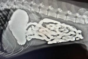 Canine Barium Study: Dog GI Health Checkup Study Travel Abroad | Explore Educational Trips & Global Learning Opportunities Canine Barium Study: Dog GI Health Checkup | Study Travel Abroad | Explore Educational Trips & Global Learning Opportunities