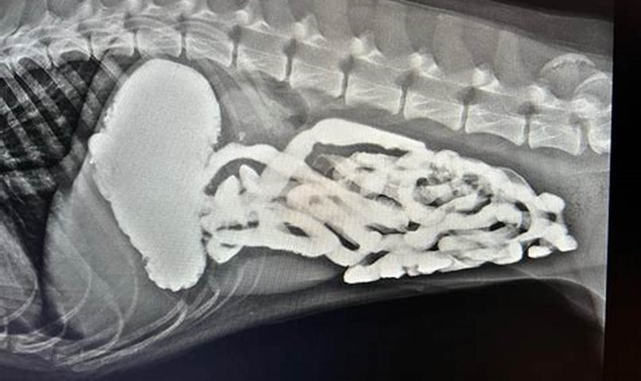 Canine Barium Study: Dog GI Health Checkup Study Travel Abroad | Explore Educational Trips & Global Learning Opportunities Canine Barium Study: Dog GI Health Checkup | Study Travel Abroad | Explore Educational Trips & Global Learning Opportunities