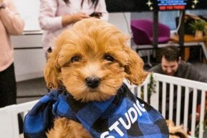 Best Puppy Studio Guide: Setup & Photos | Study Travel Abroad | Explore Educational Trips & Global Learning Opportunities
