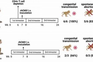 Primate Model: Embryo Implantation Research Insights | Study Travel Abroad | Explore Educational Trips & Global Learning Opportunities