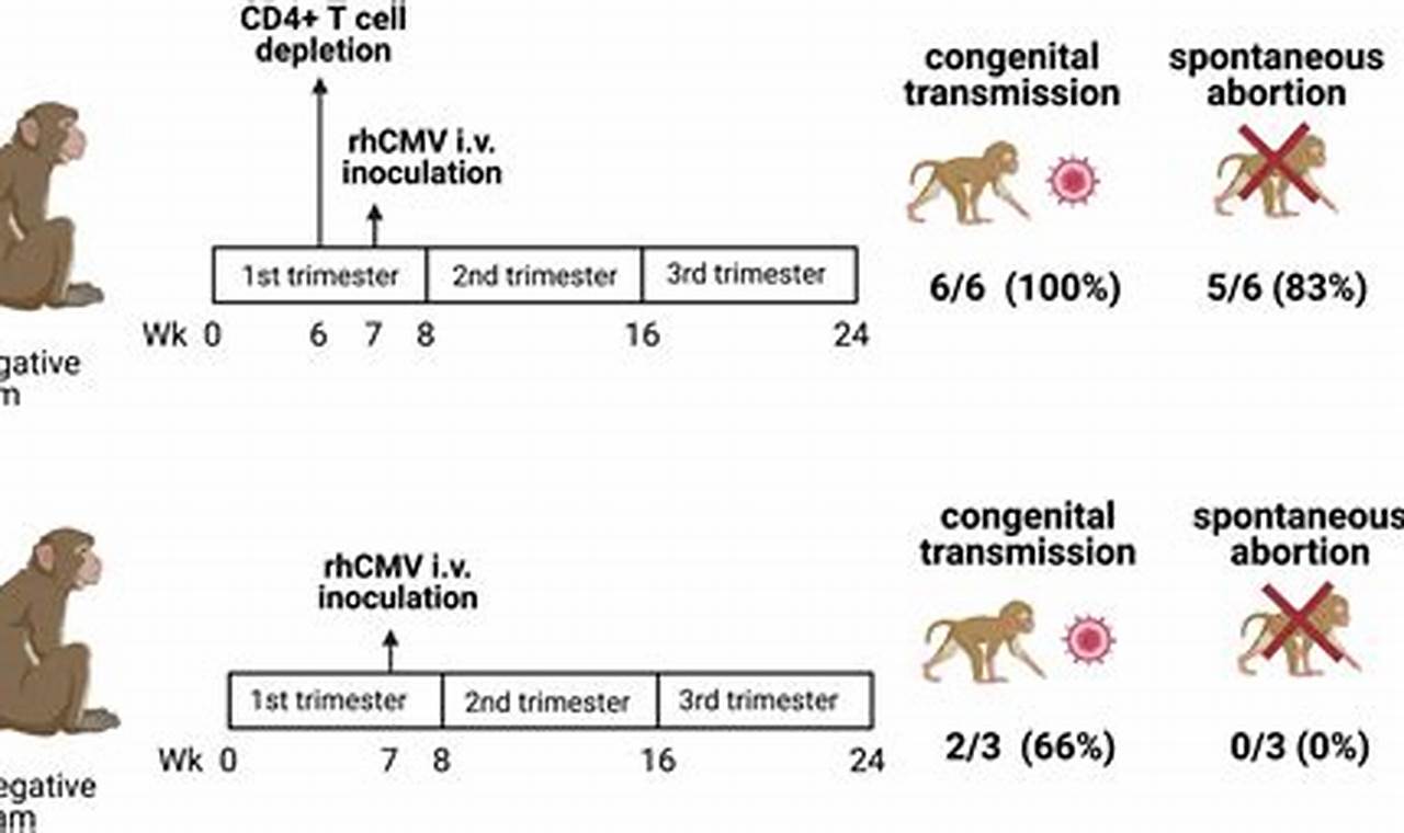 Primate Model: Embryo Implantation Research Insights | Study Travel Abroad | Explore Educational Trips & Global Learning Opportunities