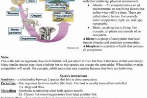 Top Ecology Study Guide: Your Eco-Success Key! | Study Travel Abroad | Explore Educational Trips & Global Learning Opportunities